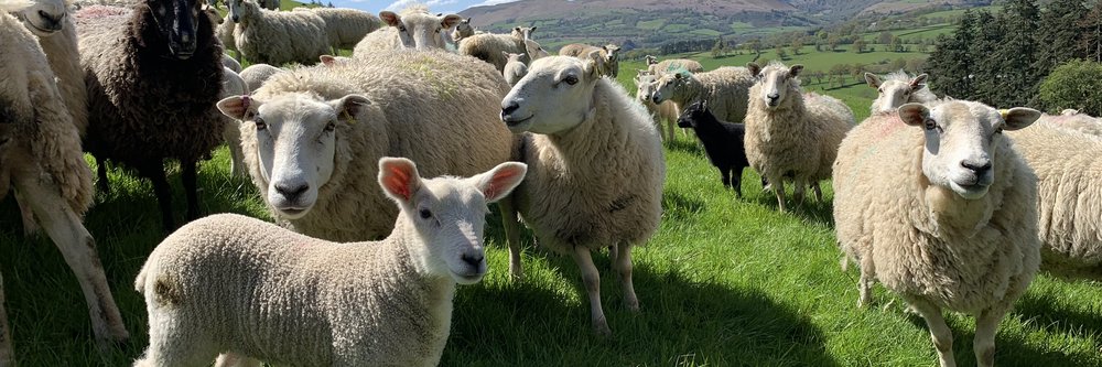 Sheep
