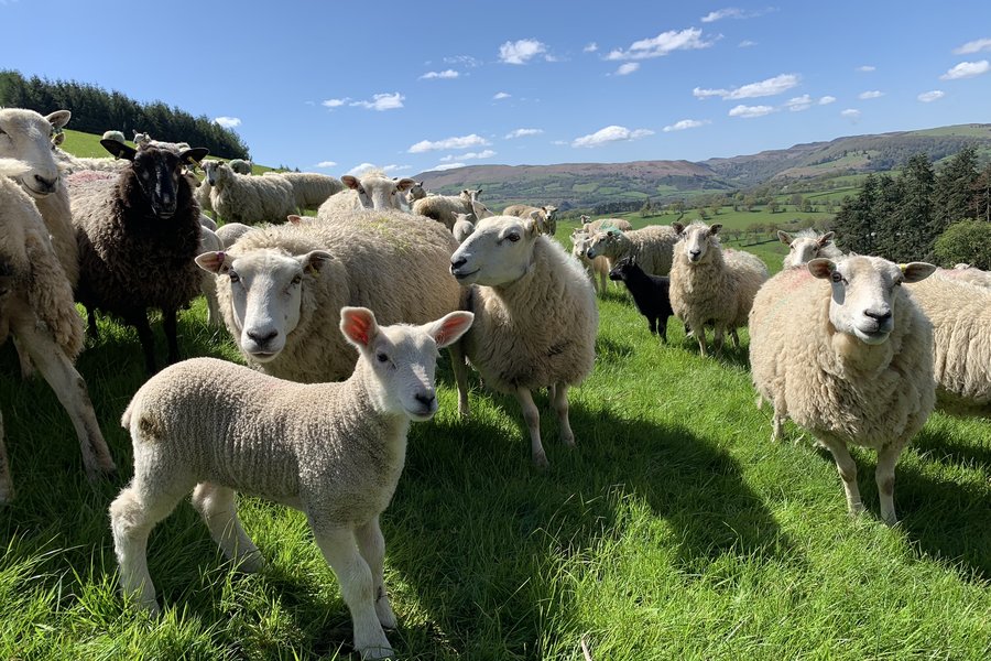 Sheep