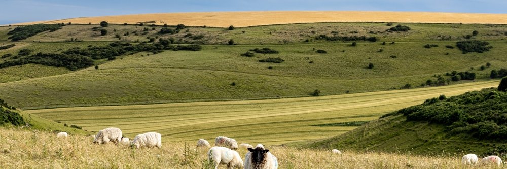 Sheep - livestock - field