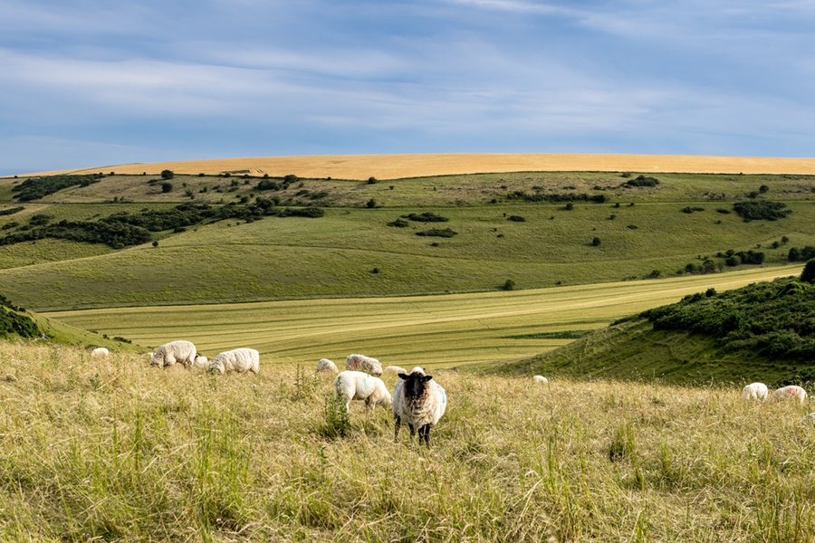 Sheep - livestock - field