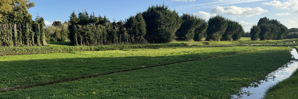 Sunbeam Watercress 2