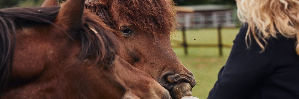 Tower House Horses runs equine-related learning programmes.jpg