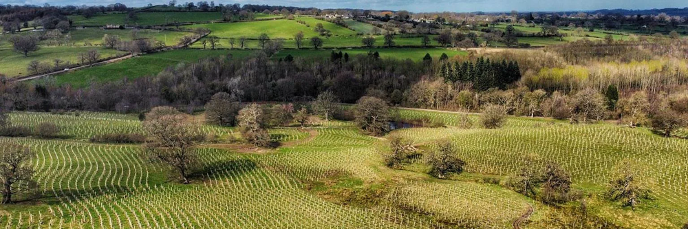Swinton estate - Tree-planting.jpg