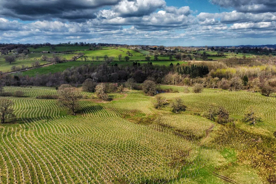 Swinton estate - Tree-planting.jpg
