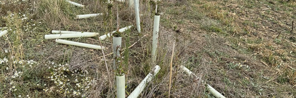 Tree damaged by deer DO NOT USE ELSEWHERE ON WEBSITE