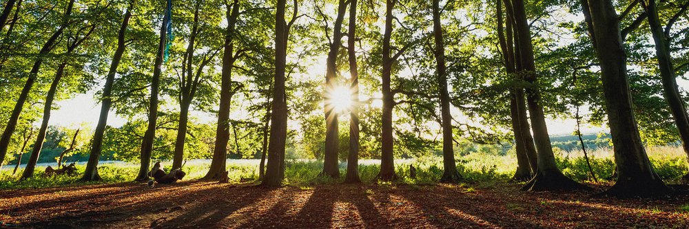 Trees in South Downs.jpg