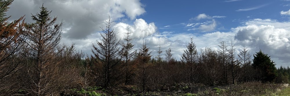 Wildfire damage