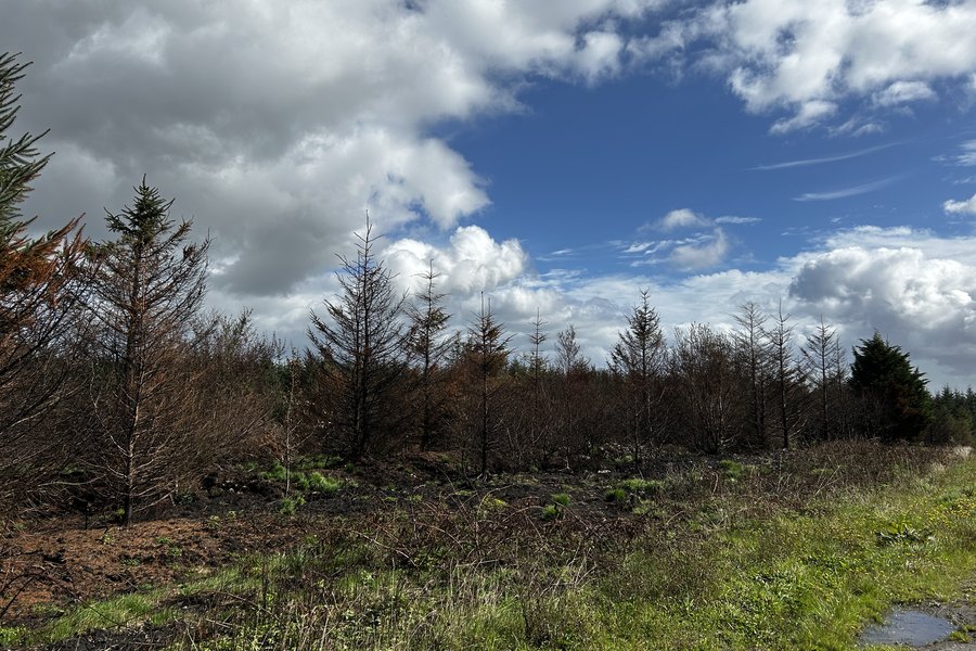 Wildfire damage