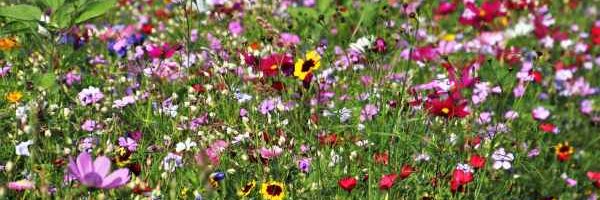 CLA Webinar: Biodiversity Net Gain