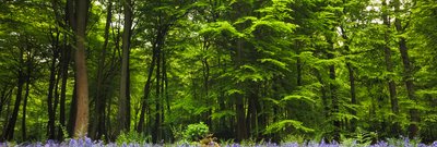 Woodland.jpg