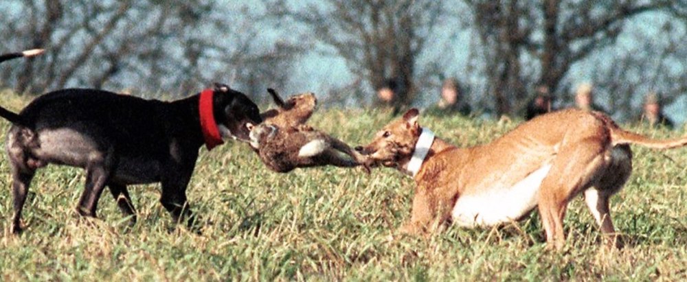 coursing-dogs-large-1360x765 (002).jpg