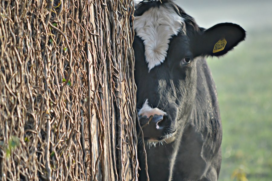 cow portrait