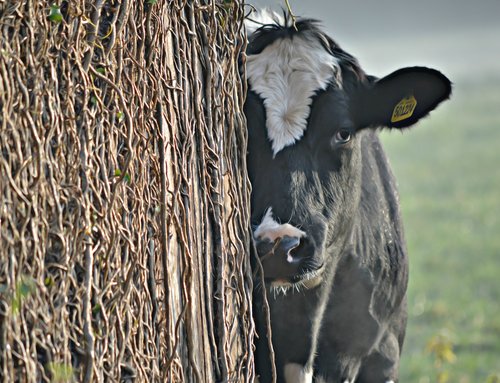 cow portrait