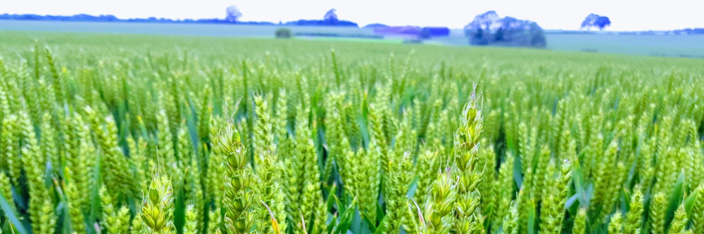 crop farm wheat barley