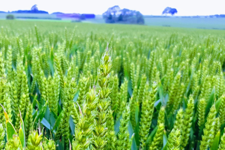 crop farm wheat barley