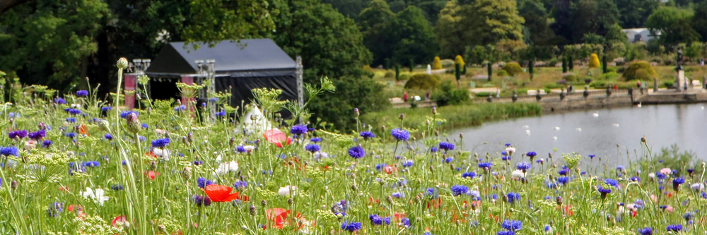 flower meadow