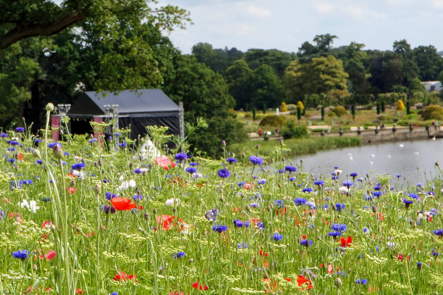 flower meadow