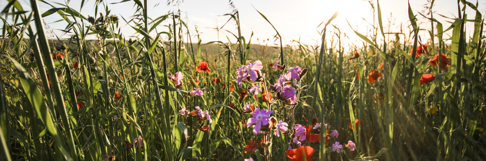 flower meadow field