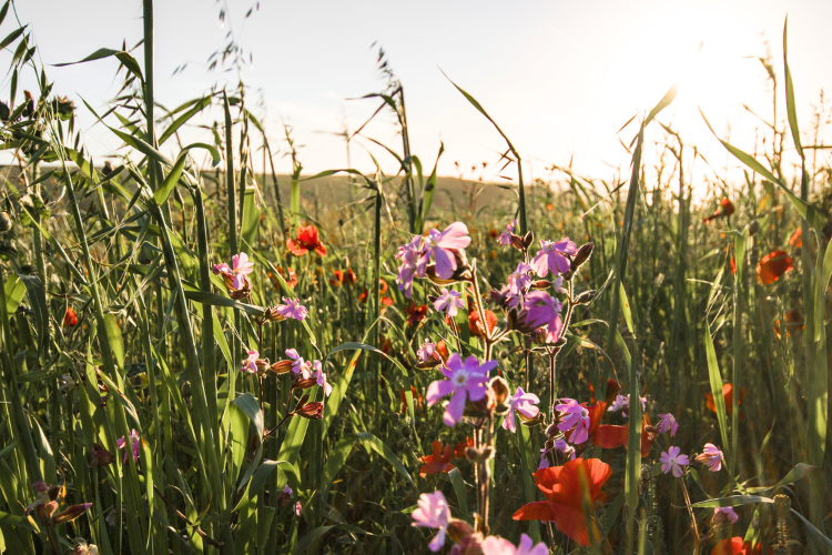 flower meadow field