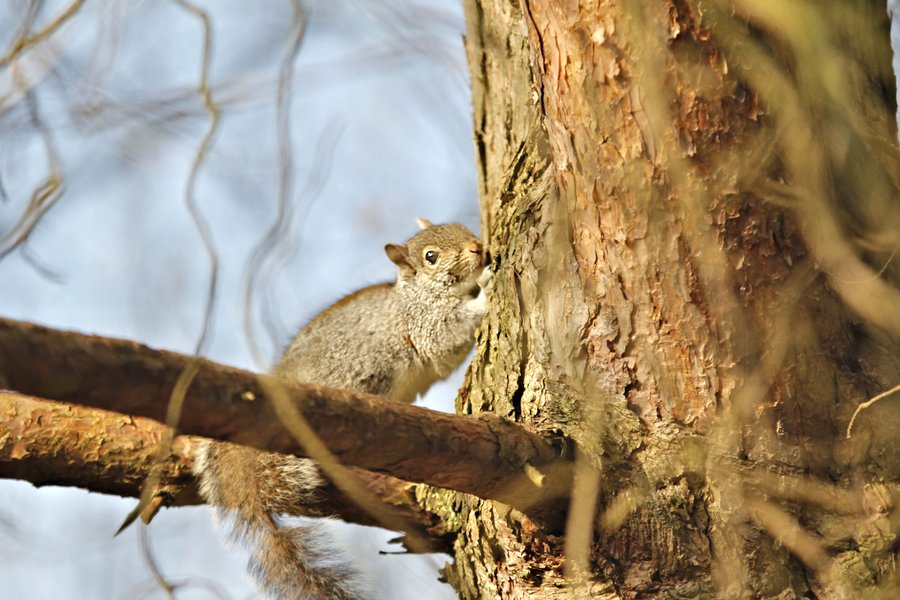 grey squirrel bark stripping RFS.jpg