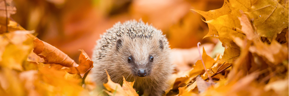 hedgehog