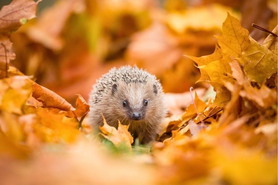 hedgehog