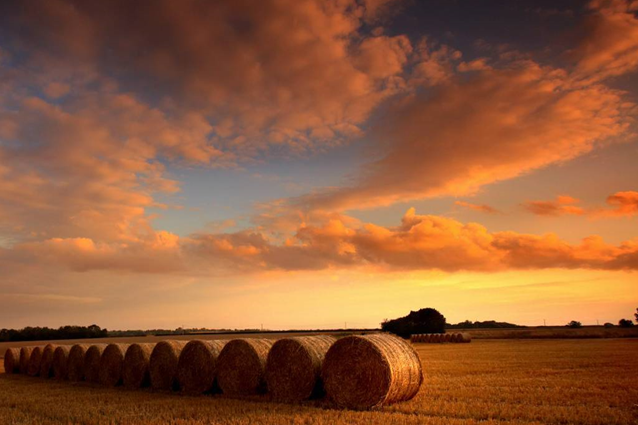 bales of hay at sunset