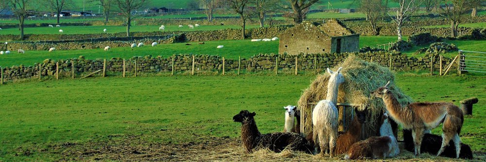 llandscape with llamas.jpg