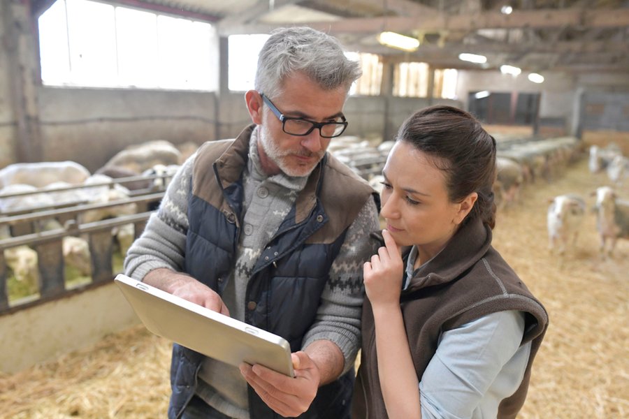 meeting - tablet - sheep - farm
