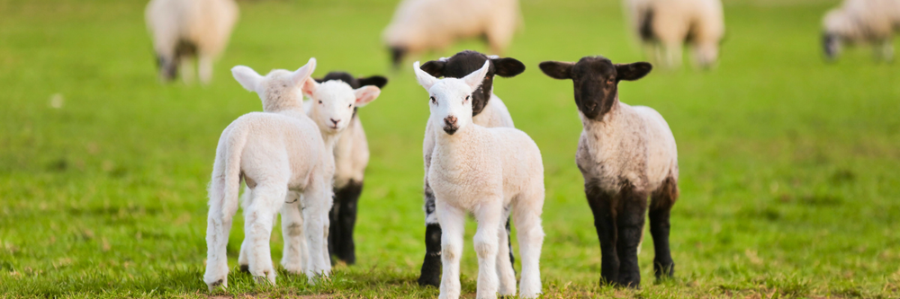 rural crime hub images - livestock worrying