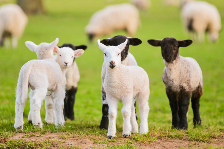 rural crime hub images - livestock worrying