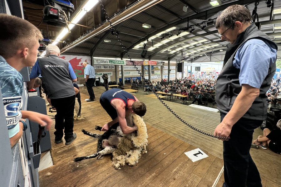 shearing