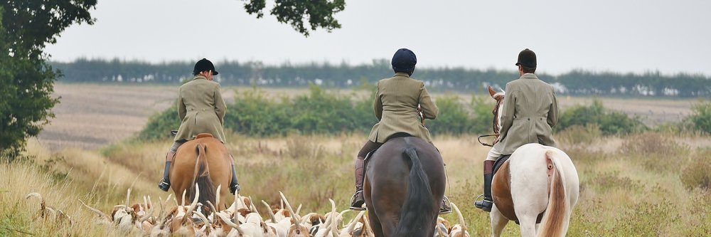 trail hunt - foxhound dogs and horses