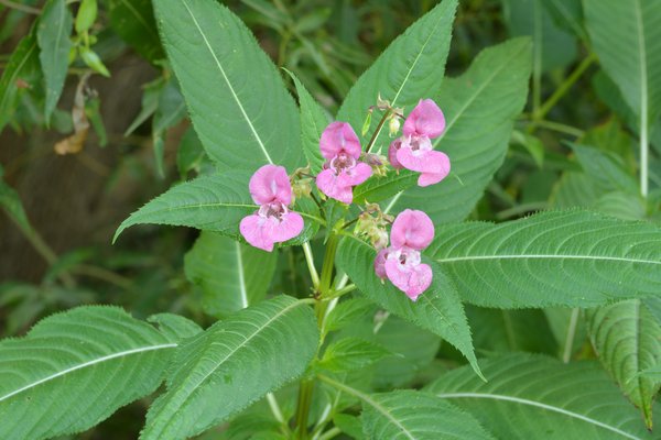 Himalayan balsam