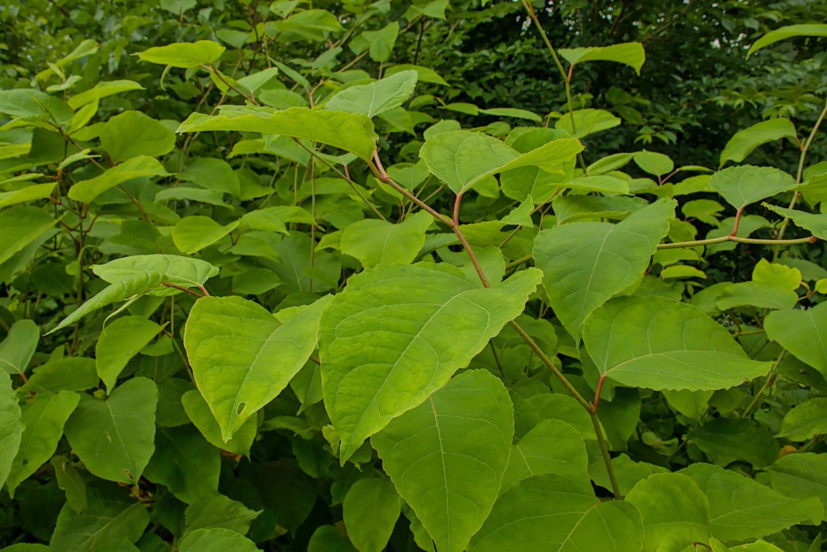 Japanese knotweed