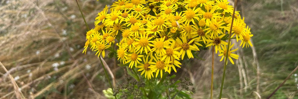 ragwort plant