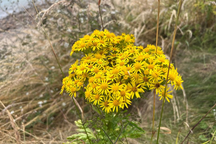 ragwort plant