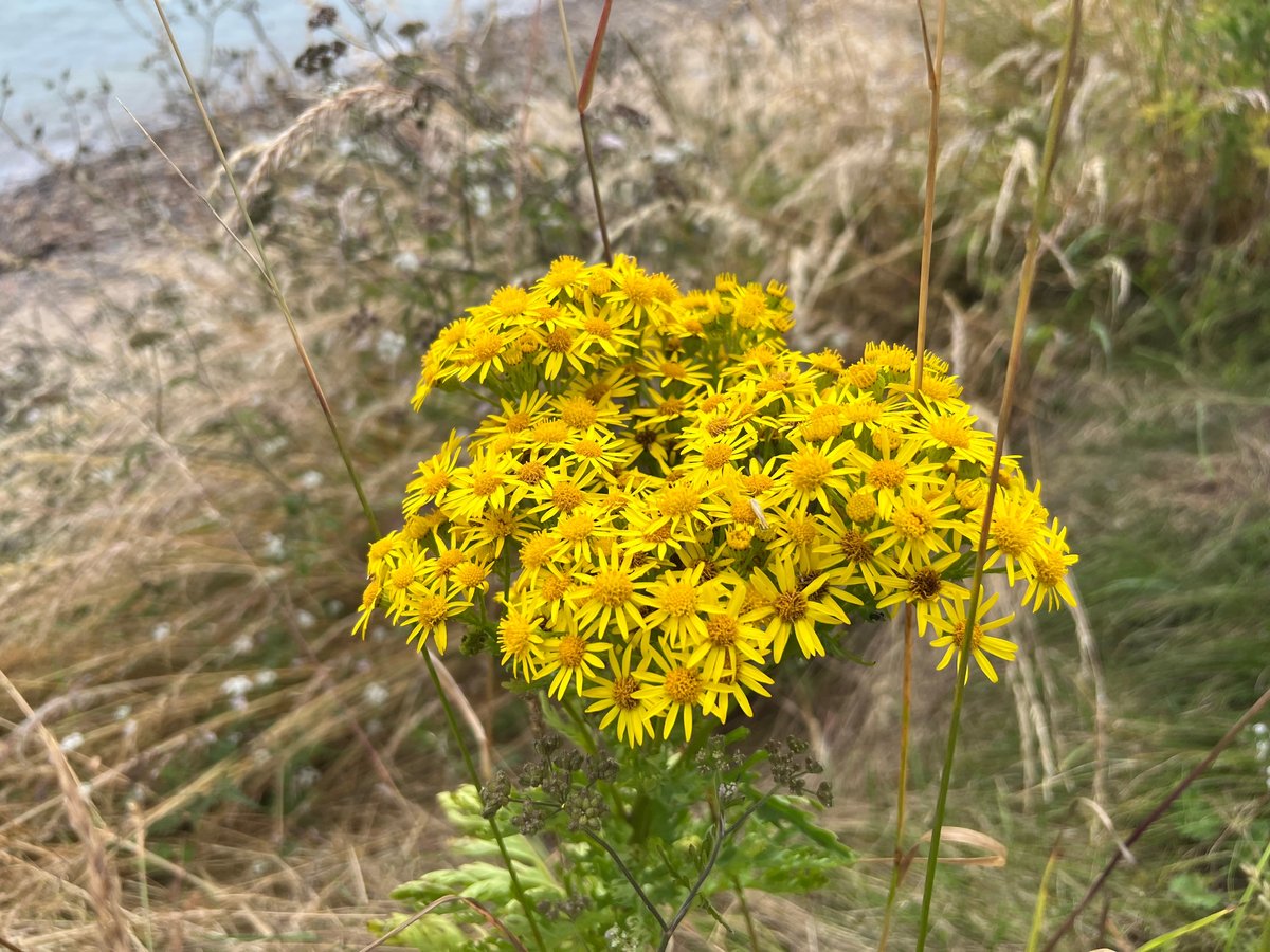 ragwort plant