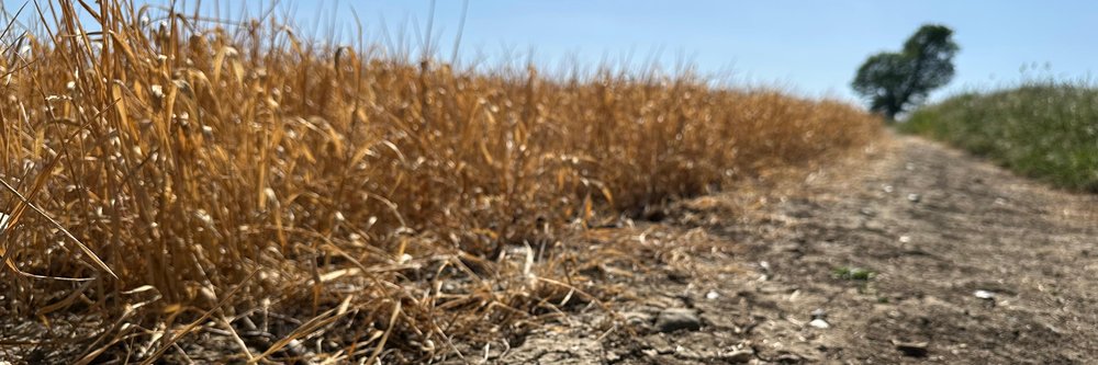 drought dry farmland