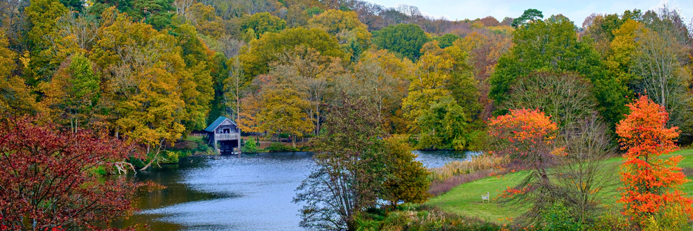 woodlands forest